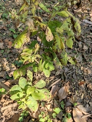 Carpesium abrotanoides