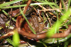 Limnonectes sisikdagu