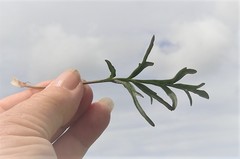 Pelargonium dipetalum