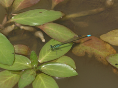 Pseudagrion nubicum