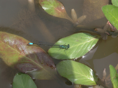 Pseudagrion nubicum