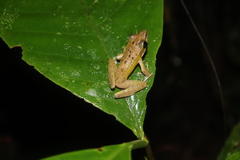 Chalcorana parvaccola