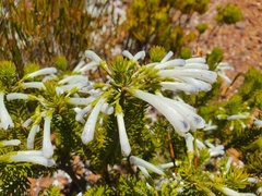 Erica thomae thomae