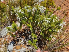 Erica thomae thomae