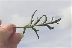 Pelargonium dipetalum
