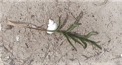 Pelargonium dipetalum