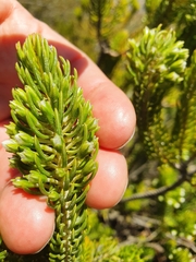 Erica thomae thomae