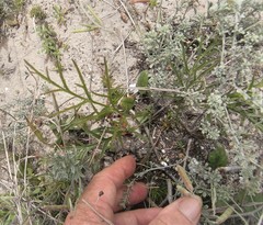 Pelargonium dipetalum