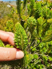 Erica thomae thomae