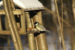 Parus major