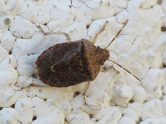 Dryadocoris apicalis