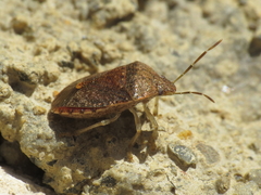 Dryadocoris apicalis