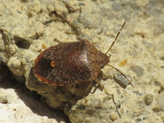 Dryadocoris apicalis