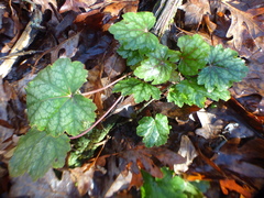 Heuchera