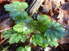 Heuchera