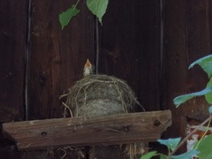 Turdus pilaris