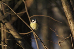 Cyanistes caeruleus