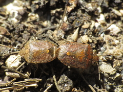 Dryadocoris apicalis