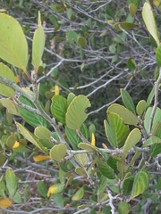 Cercocarpus betuloides betuloides