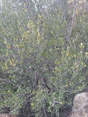 Cercocarpus betuloides betuloides