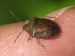 Dryadocoris apicalis