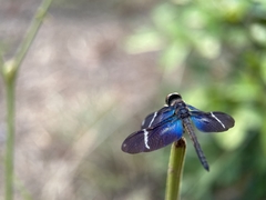 Zenithoptera lanei