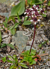 Micranthes melaleuca