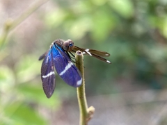 Zenithoptera lanei