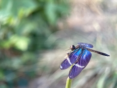 Zenithoptera lanei
