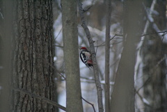 Dendrocoptes medius