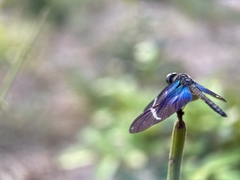 Zenithoptera lanei
