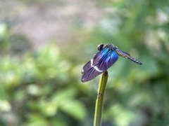 Zenithoptera lanei