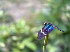 Zenithoptera lanei
