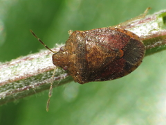 Dryadocoris apicalis