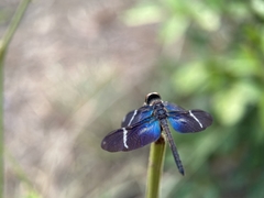 Zenithoptera lanei