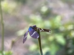 Zenithoptera lanei