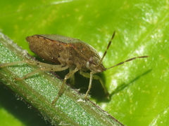 Dryadocoris apicalis