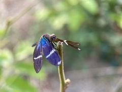 Zenithoptera lanei