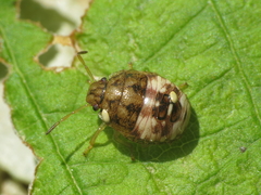 Dryadocoris apicalis