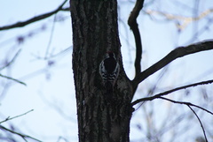 Dendrocoptes medius