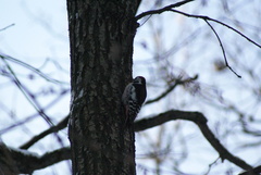 Dendrocoptes medius