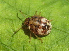 Dryadocoris apicalis