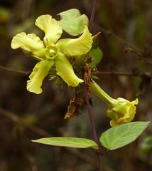 Prestonia mollis