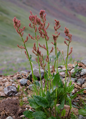 Rumex arifolius