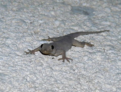 Hemidactylus flaviviridis