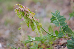 Hedysarum austrosibiricum