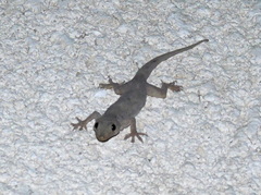 Hemidactylus flaviviridis