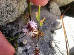 Lobelia jasionoides