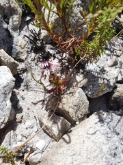 Lobelia jasionoides