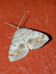 Macaria loricaria